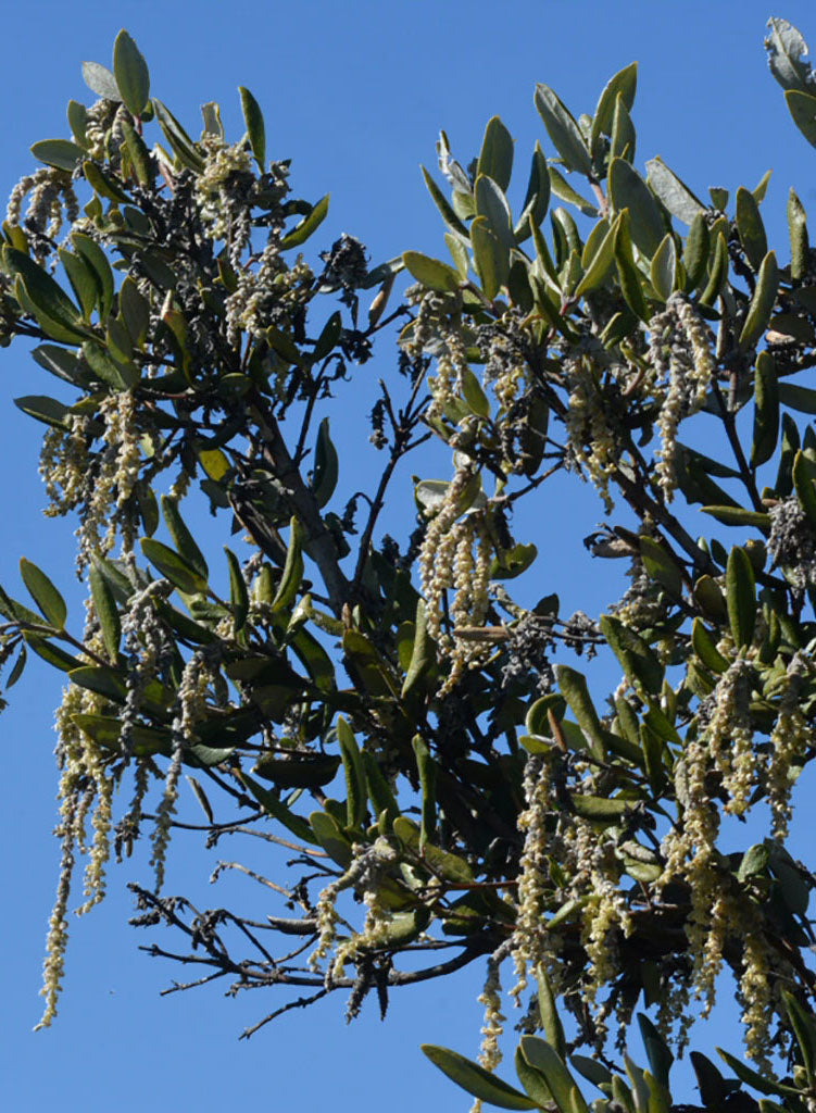 Garrya veatchii - Veatch Silk Tassel, Southern Silk Tassel (Plant)