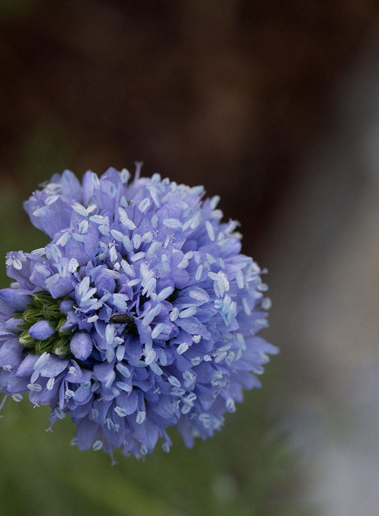 Gilia capitata - Globe Gilia, Bluehead Gilia (Seed)