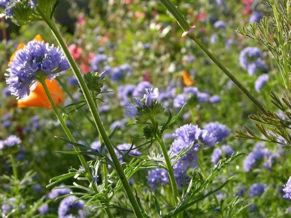 flower seed capital of the world Gilia capitata