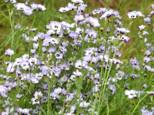 birds eye flower seeds Gilia tricolor