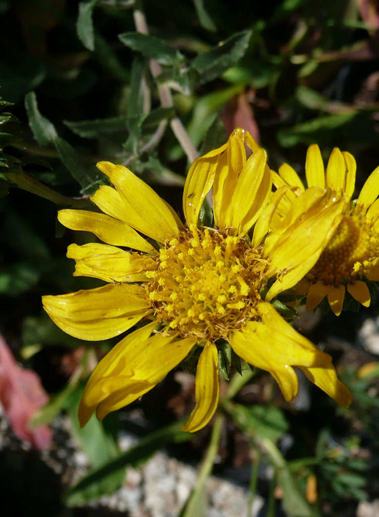 Grindelia camporum - Common Gumplant, Great Valley Gumweed (Plant)