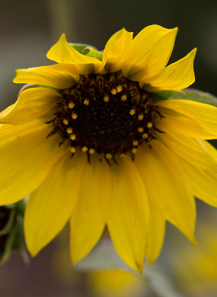 Helianthus annuus - Common Sunflower (Plant)