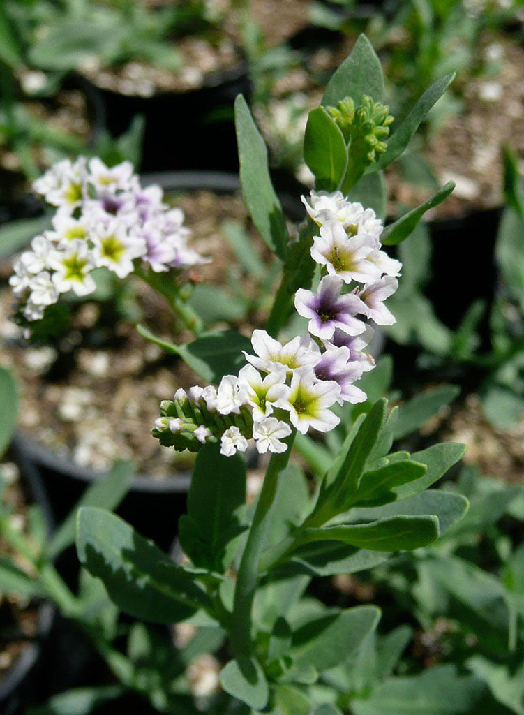 Heliotropium curassavicum var. oculatum - Salt Heliotrope (Plant)