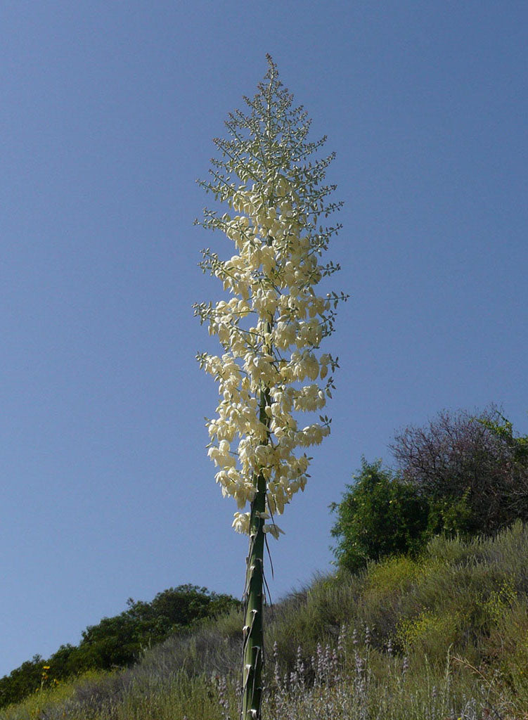 Hesperoyucca whipplei - Chaparral Yucca, Our Lord's Candle (Plant)