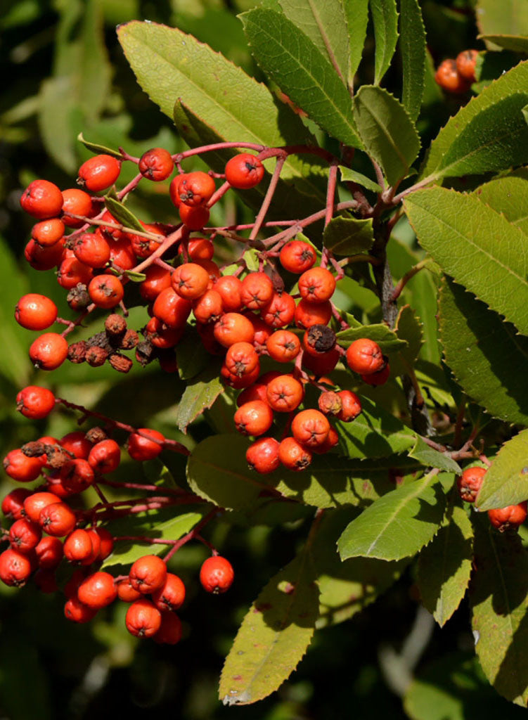 Heteromeles arbutifolia - Toyon, Christmas Berry (Plant)
