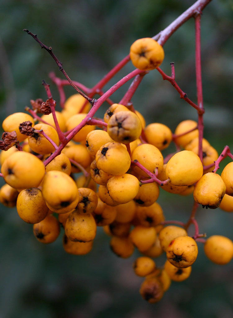 Heteromeles arbutifolia 'Davis Gold' - Davis Gold Toyon (Plant)