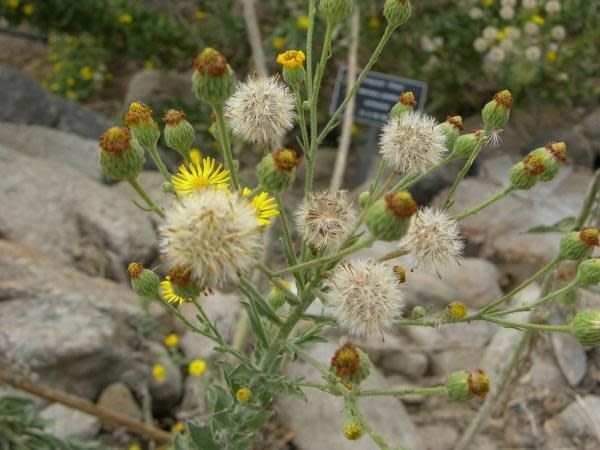 succulent weed with yellow flowers Heterotheca grandiflora