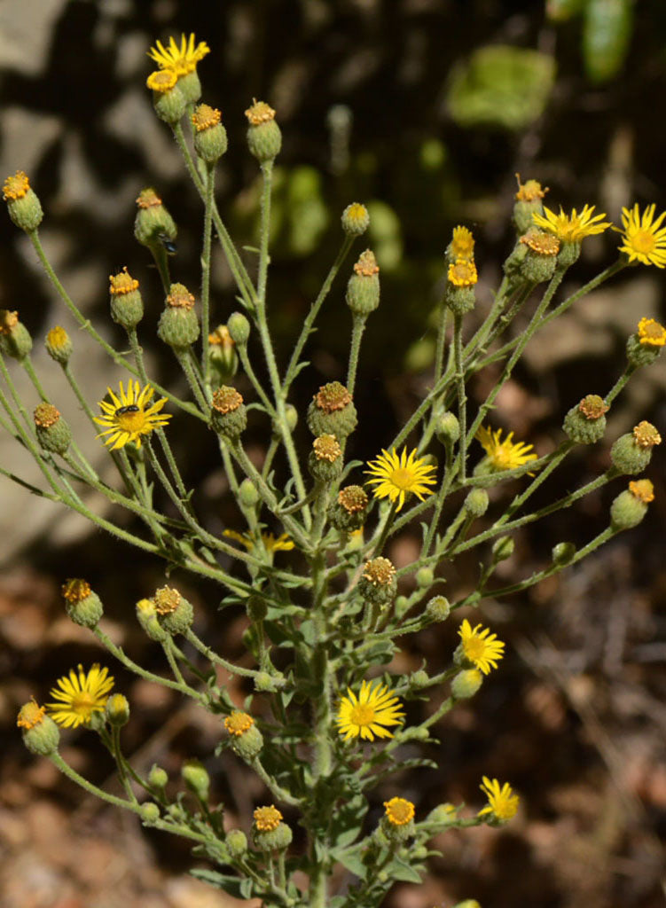succulent weed with yellow flowers Heterotheca grandiflora