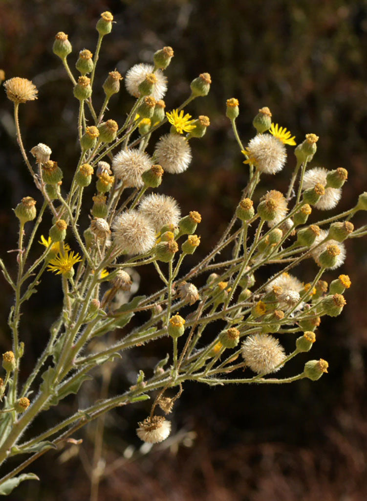 telegraph plant seeds Heterotheca grandiflora
