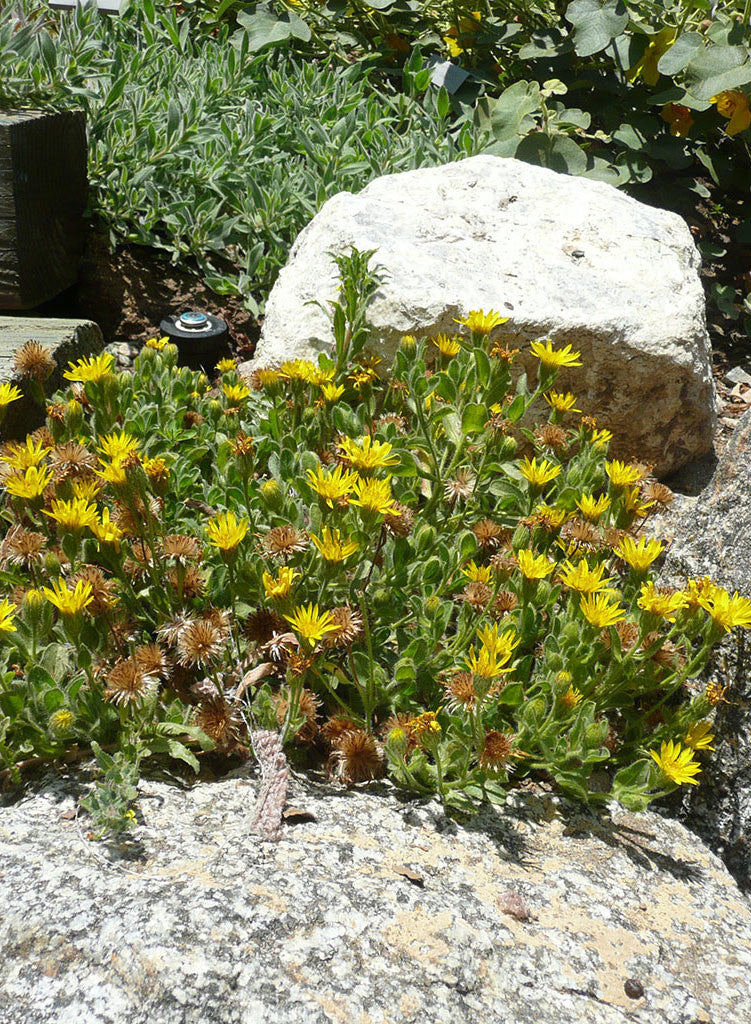 Heterotheca sessiliflora ssp. bolanderi 'San Bruno Mountain' - San Bruno Mountain Sessileflower Goldenaster (Plant)