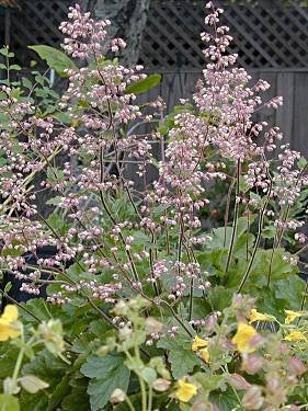 planting heuchera seeds Heuchera maxima