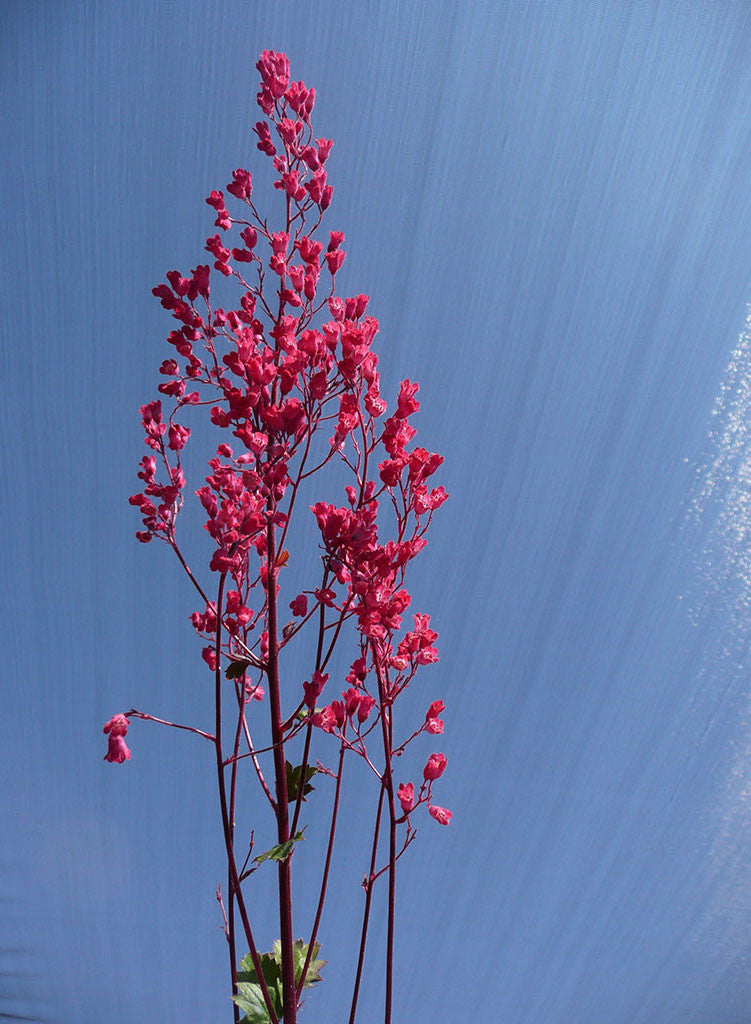 Heuchera 'Genevieve' - Genevieve Alumroot (Plant)