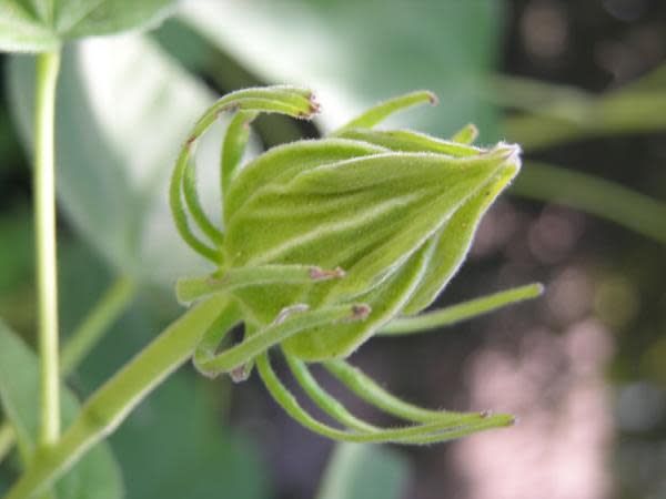 Hibiscus lasiocarpos - California Hibiscus (Seed)