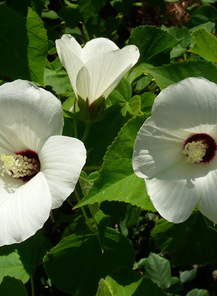 Hibiscus lasiocarpus - California Hibiscus (Seed)