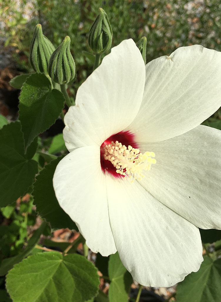 Hibiscus lasiocarpos - California Hibiscus (Seed)