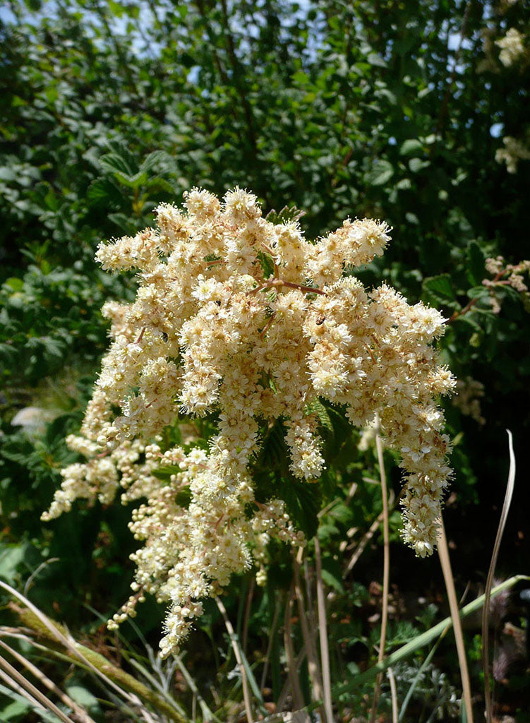 Holodiscus discolor - Cream Bush, Ocean Spray (Plant)