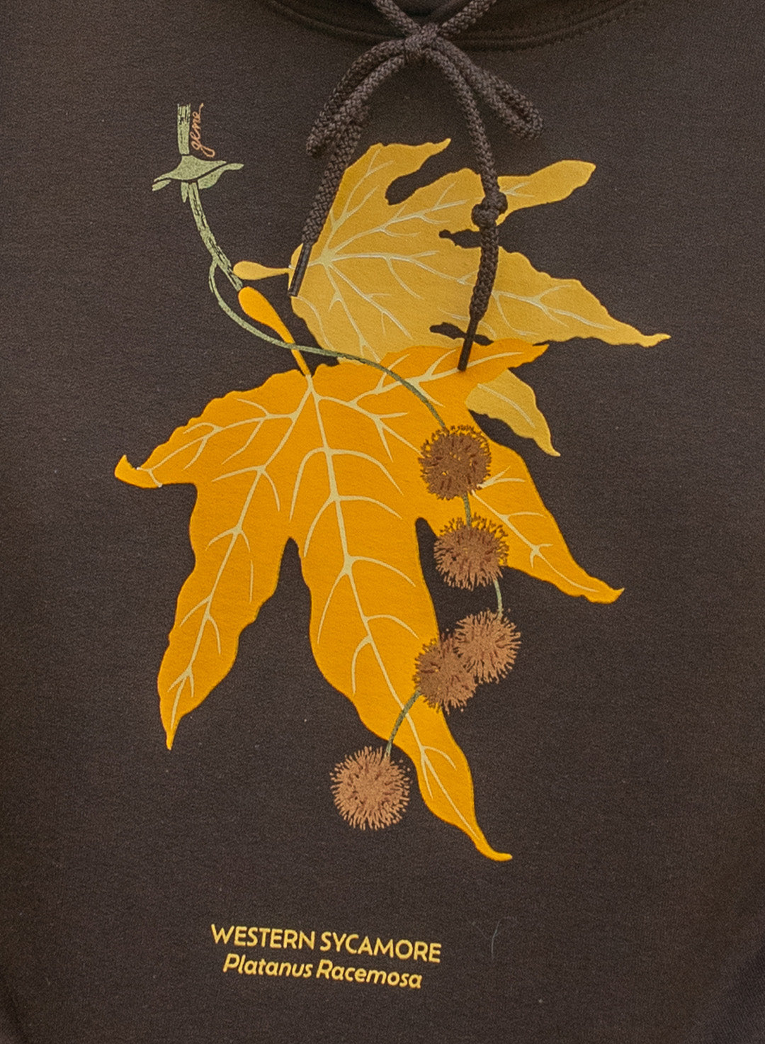 Sycamore Hoodie
