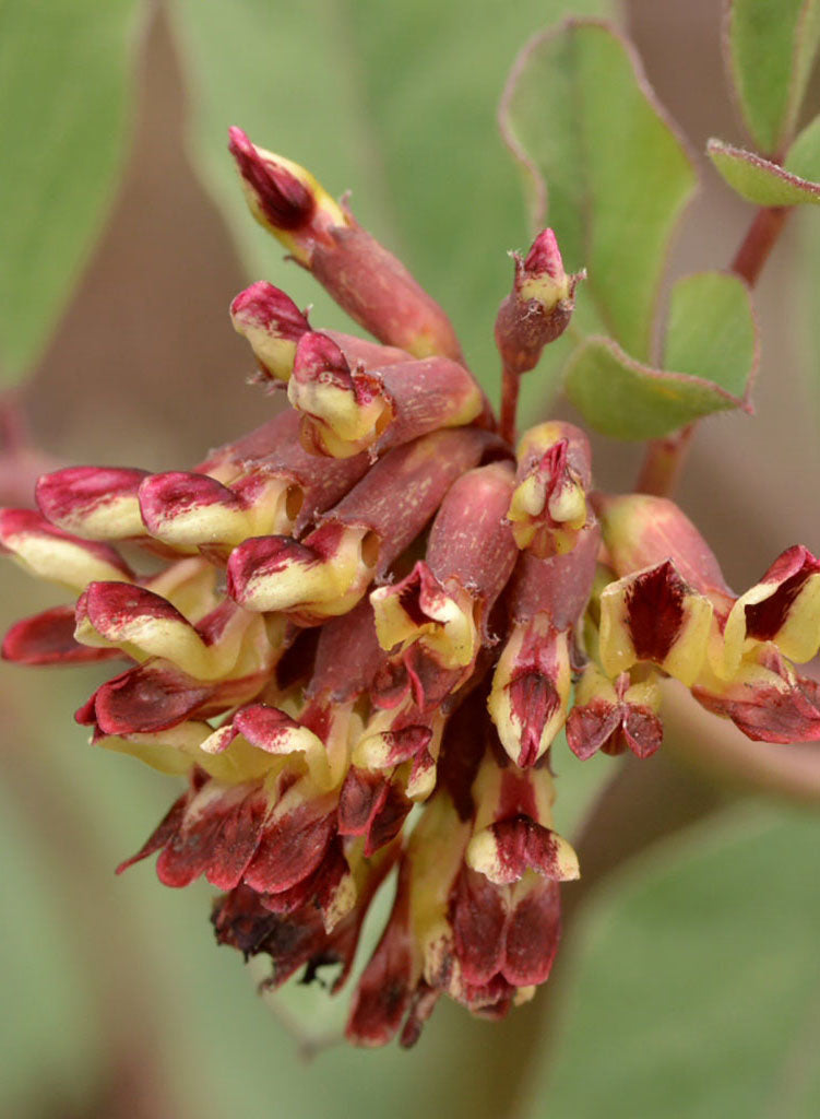 Hosackia crassifolia var. crassifolia - Broad-leaved Lotus or Deer-vetch (Plant)