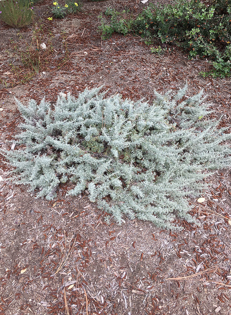 Artemisia californica 'Montara' - Montara Sagebrush (Plant)