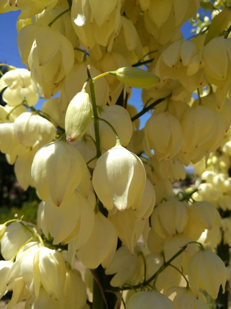 Hesperoyucca whipplei - Chaparral Yucca, Our Lord's Candle (Seed)