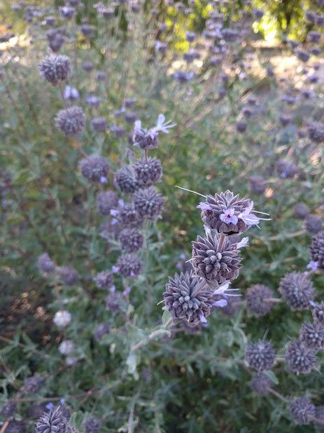 Salvia Clevelandii Cleveland Sage Seed Theodore Payne Foundation salvia-clevelandii-cleveland-sage-seed-theodore-payne-foundation