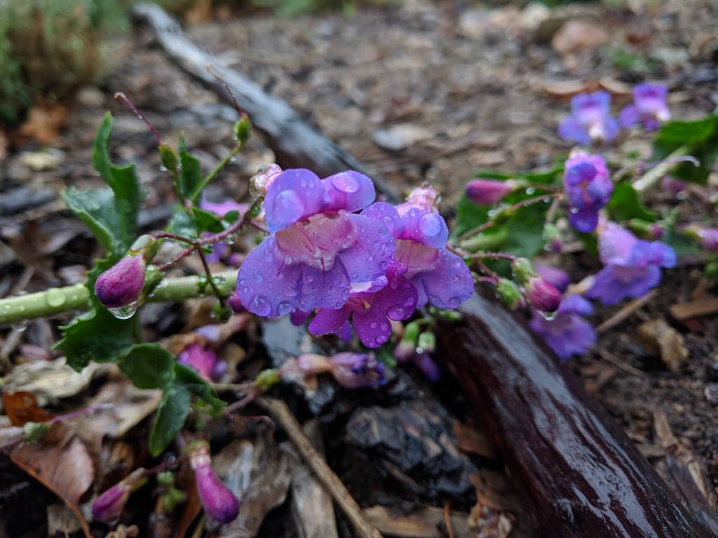 Penstemon spectabilis - Showy Penstemon (Seed)