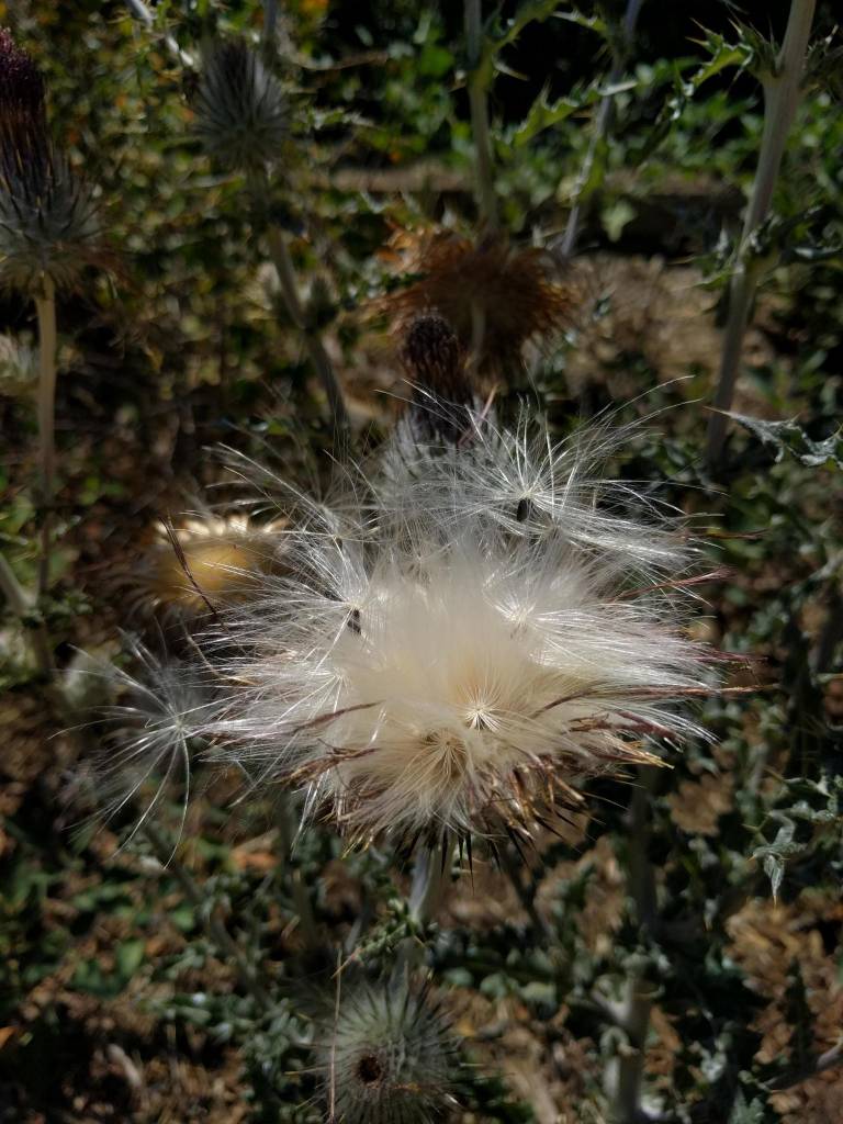 thistle seed plant Cirsium occidentale