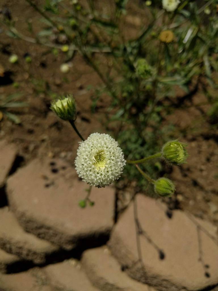 Chaenactis artemisiifolia - Artemisia-leaved Chaenactis,  White Pincushion (Seed)