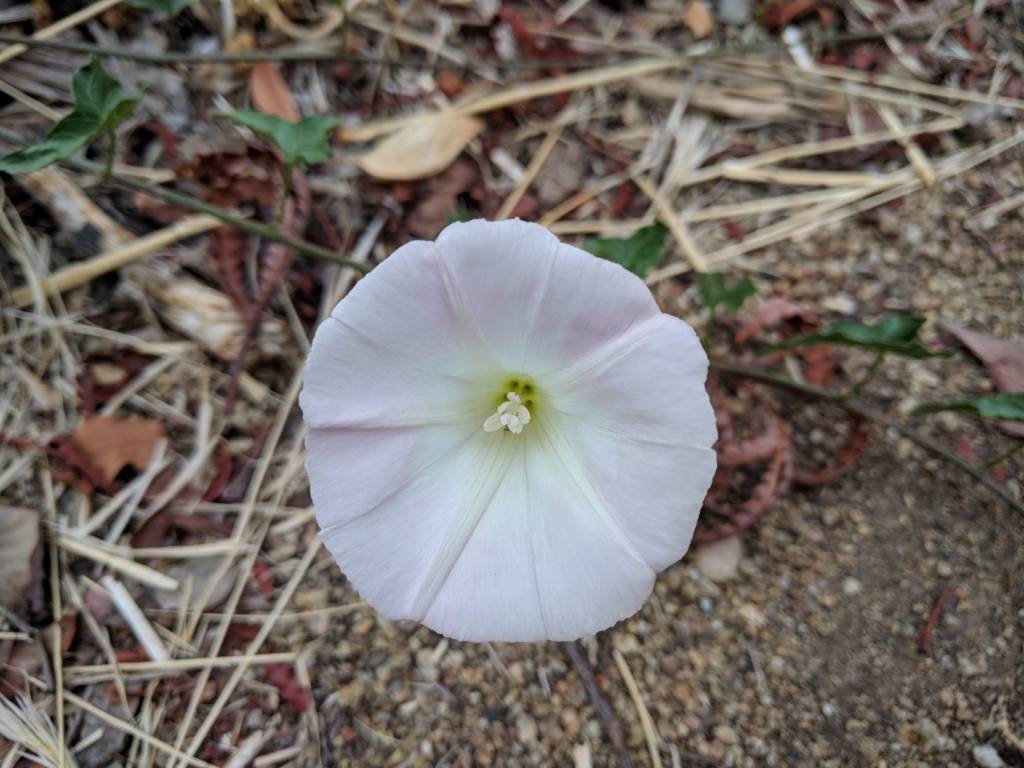 morning glory from seed Calystegia macrostegia