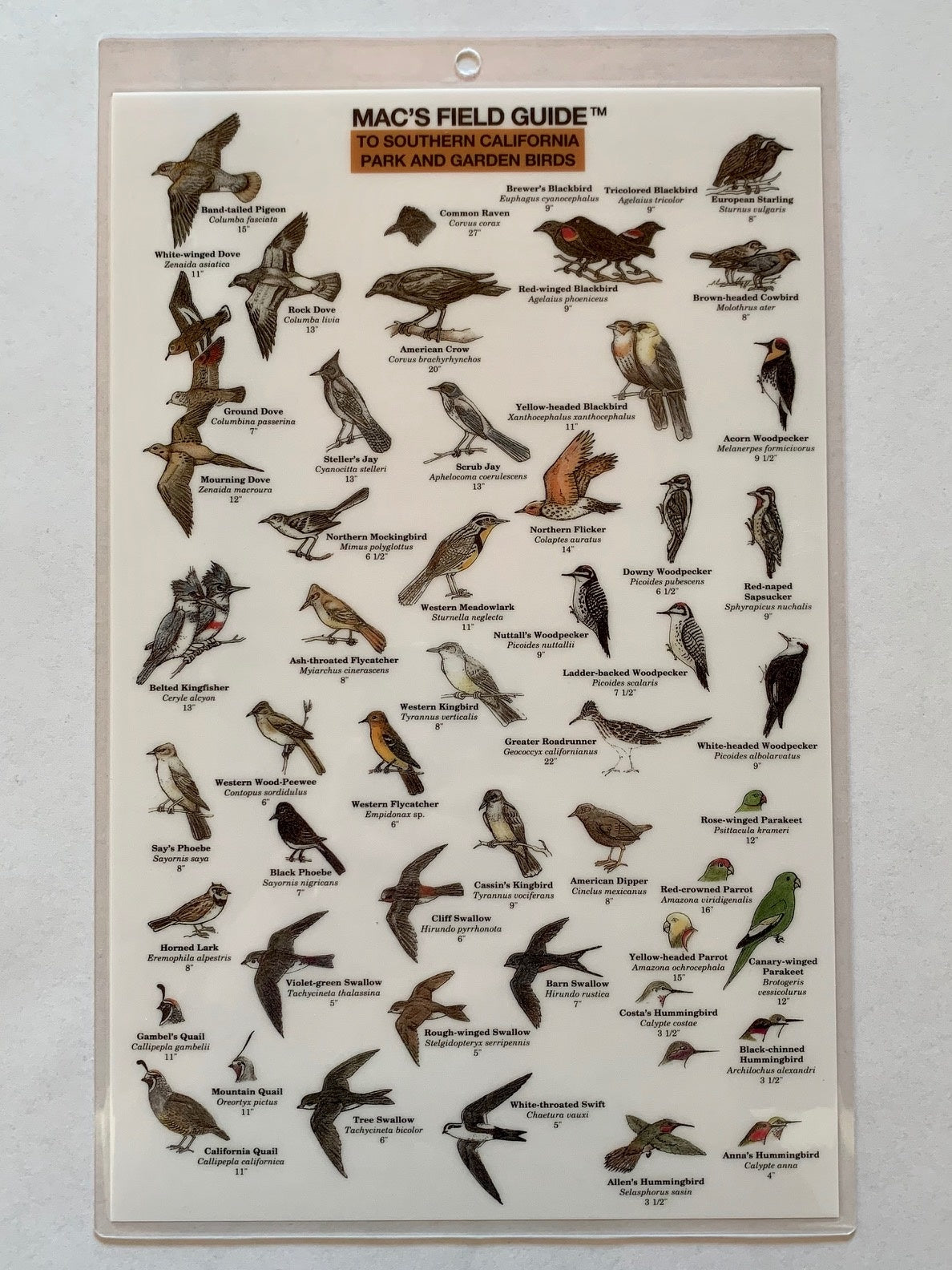 Mac's Field Guide - Southern California Park & Garden Birds