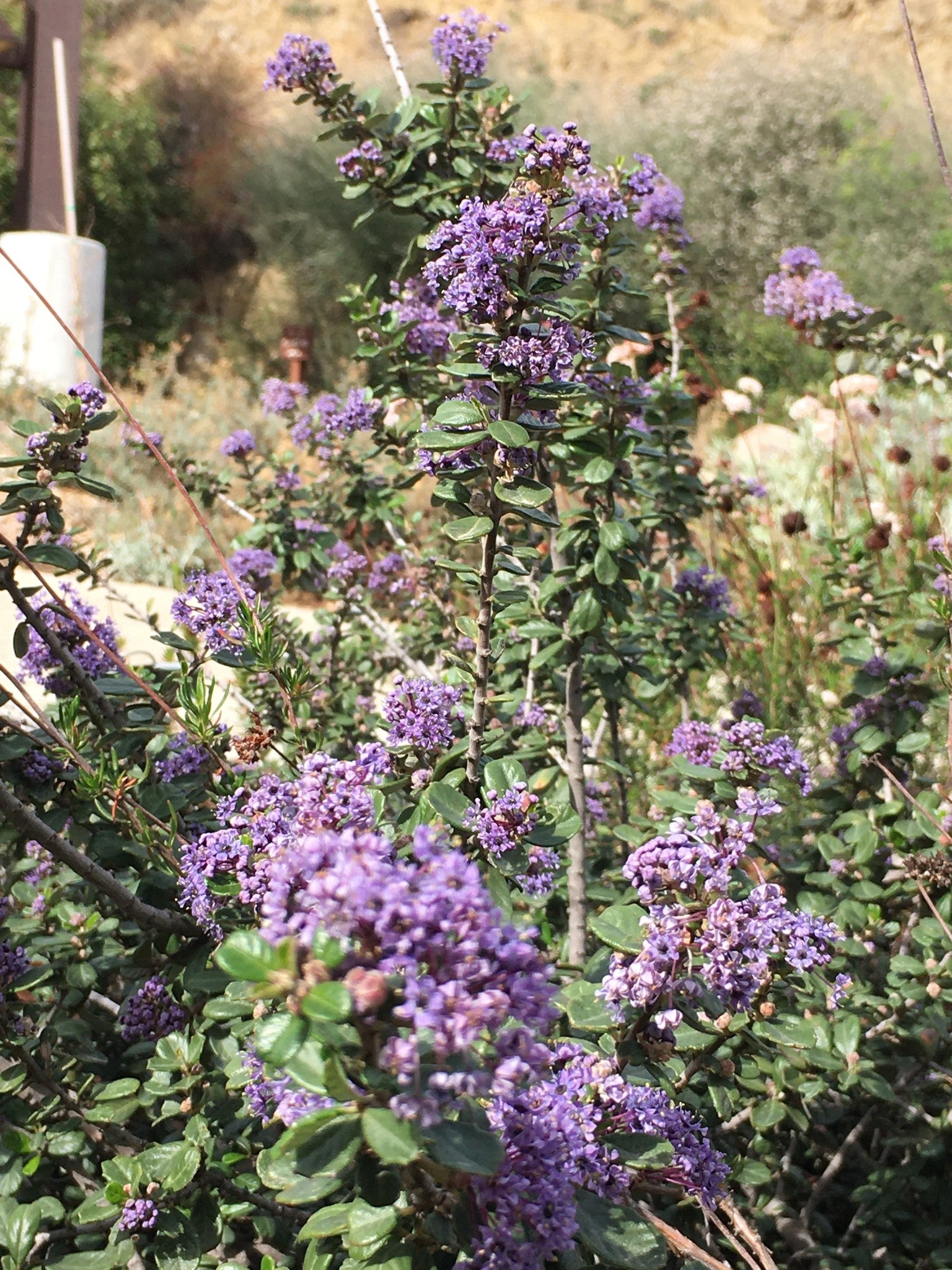 Ceanothus maritimus 'Valley Violet' - Valley Violet Maritime Ceanothus (Plant)