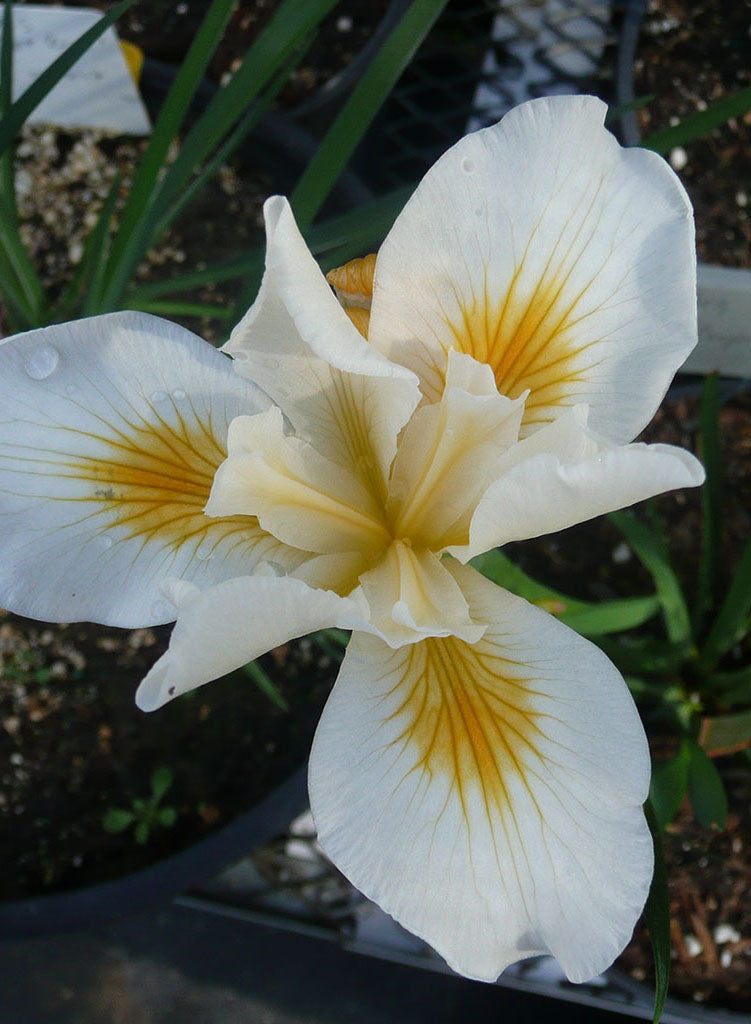 Iris 'Canyon Snow' - Canyon Snow Iris (Plant)