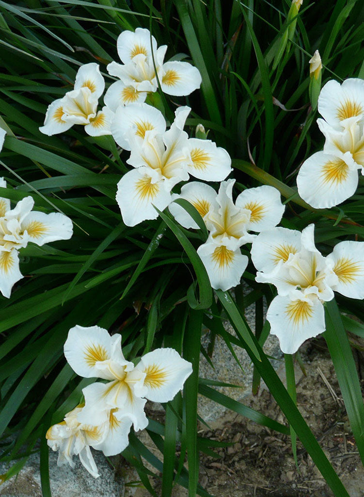 Iris 'Canyon Snow' - Canyon Snow Iris (Plant)