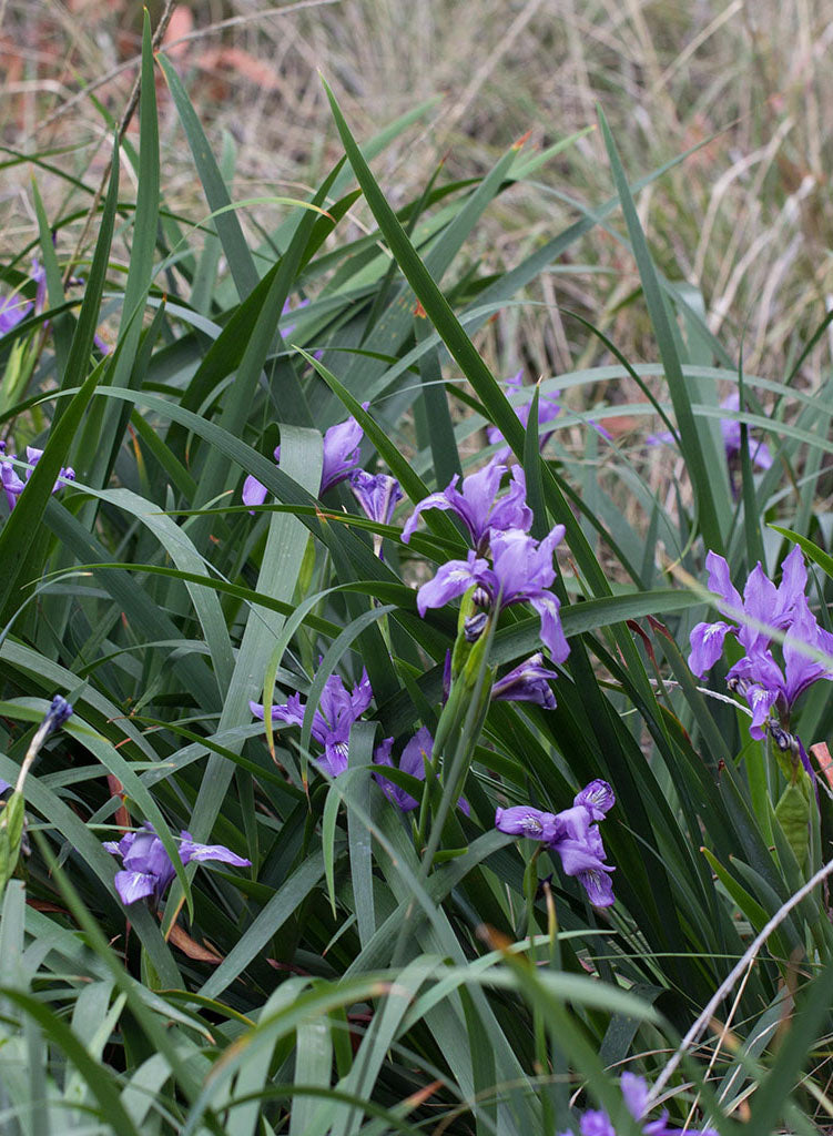 Iris douglasiana - Douglas Iris (Plant)