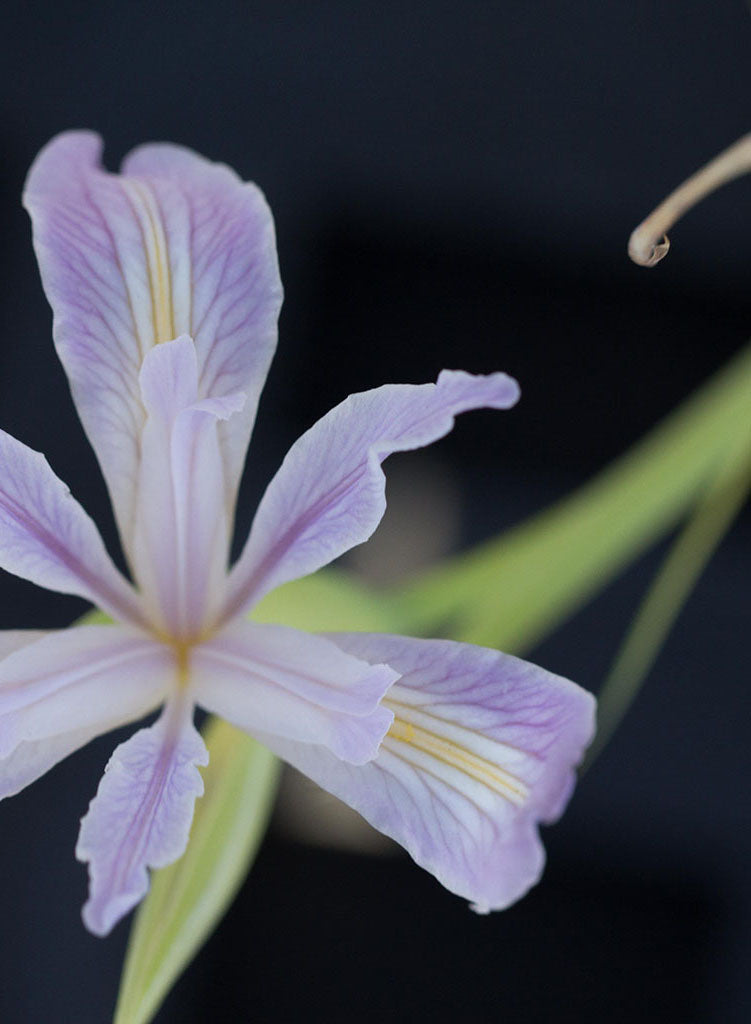 Iris munzii - Munz's Iris (Plant)