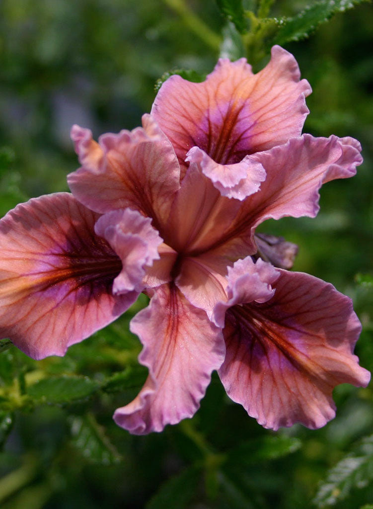 Iris 'Pacific Coast Hybrid' - Pacific Coast Hybrid Iris (Plant)