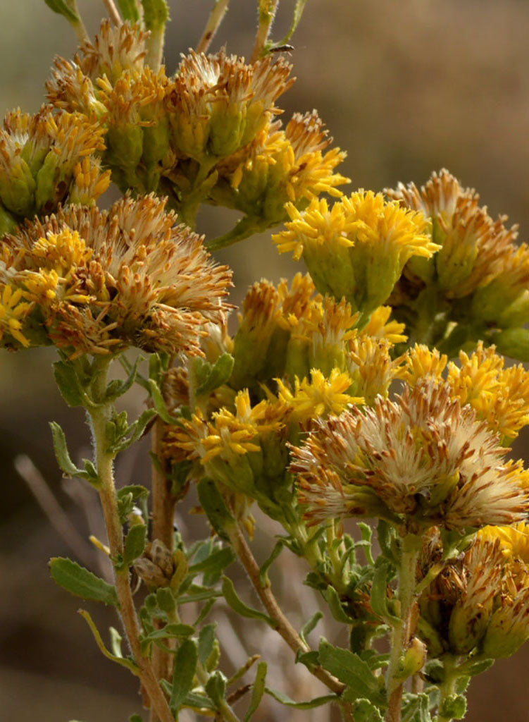 Isocoma menziesii - Menzies' Goldenbush (Plant)