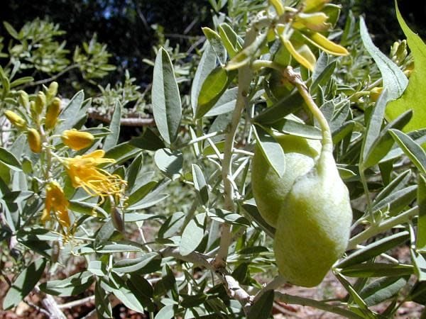 Peritoma arborea - Bladderpod (Seed)