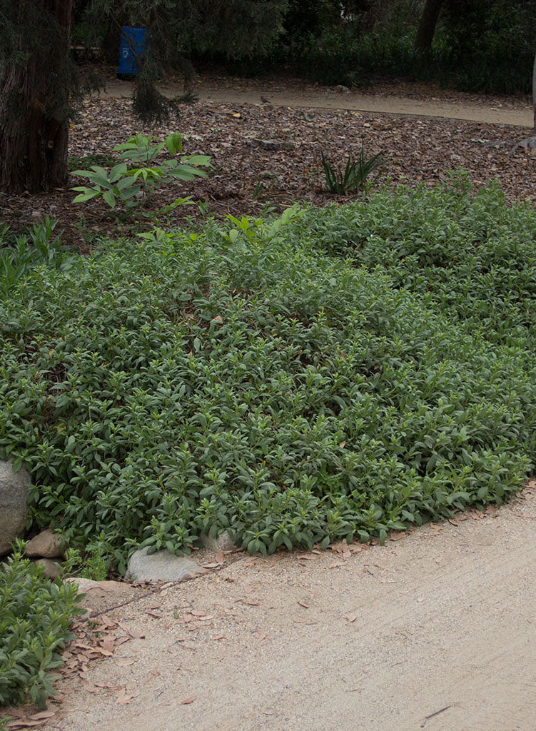 Iva hayesiana - San Diego Marsh Elder or Poverty Weed (Plant)