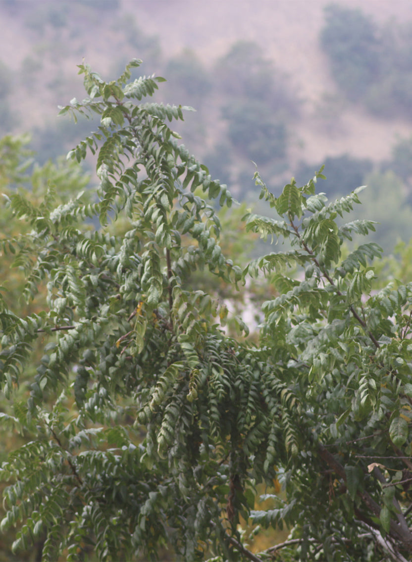 Trees – Theodore Payne Foundation