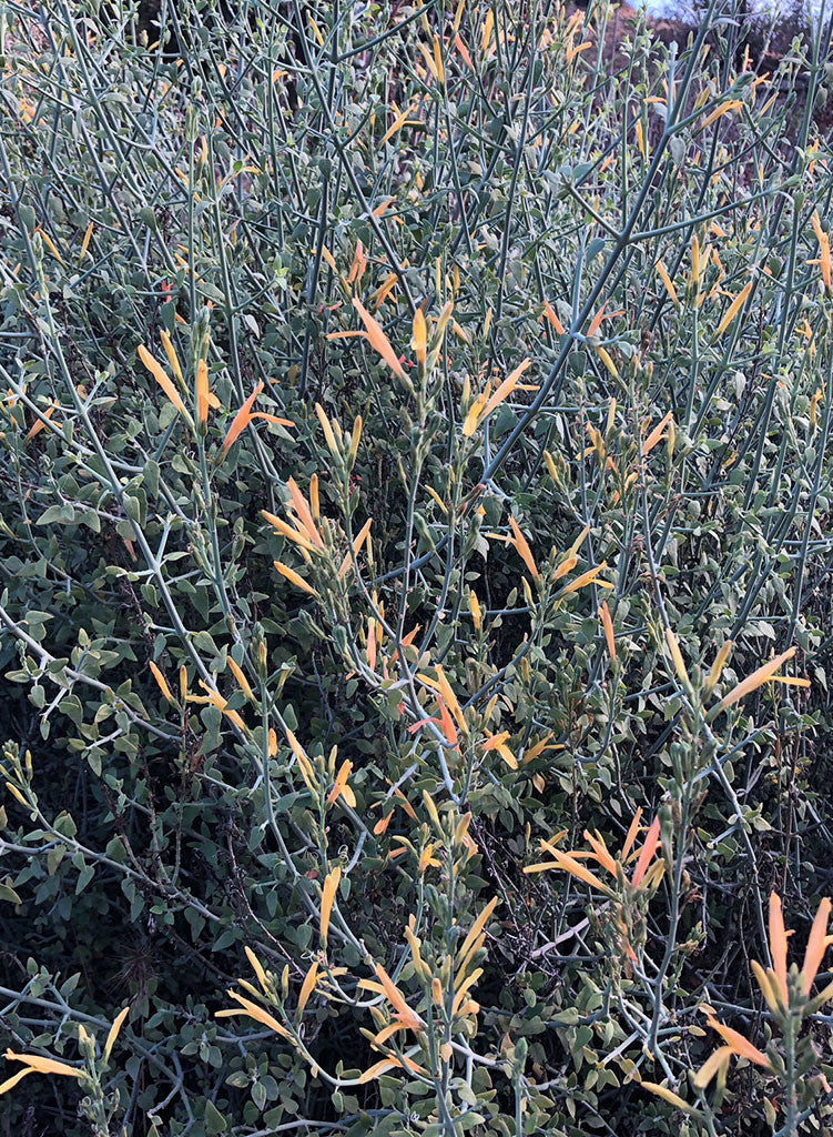 Justicia californica 'Tecate Gold' - Tecate Gold Chuparosa (Plant)
