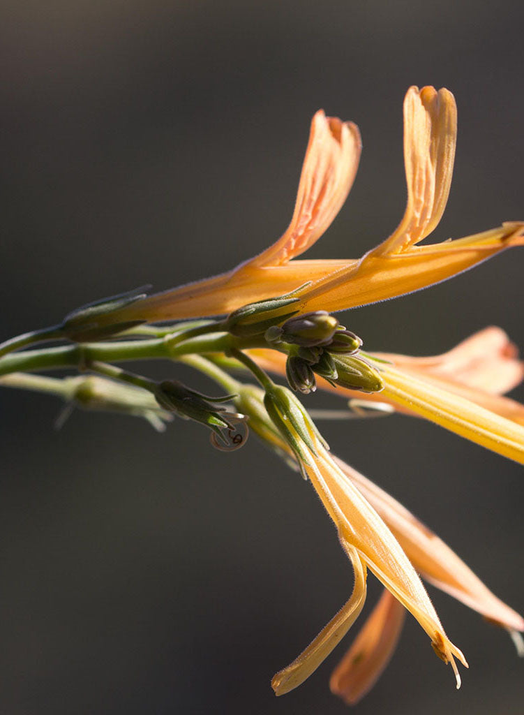 Justicia californica (yellow form) - Yellow Chuparosa (Plant)