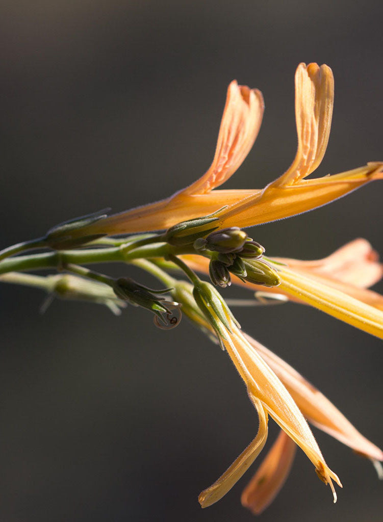 Justicia californica (Yellow form)  -  Chuparosa (Plant)