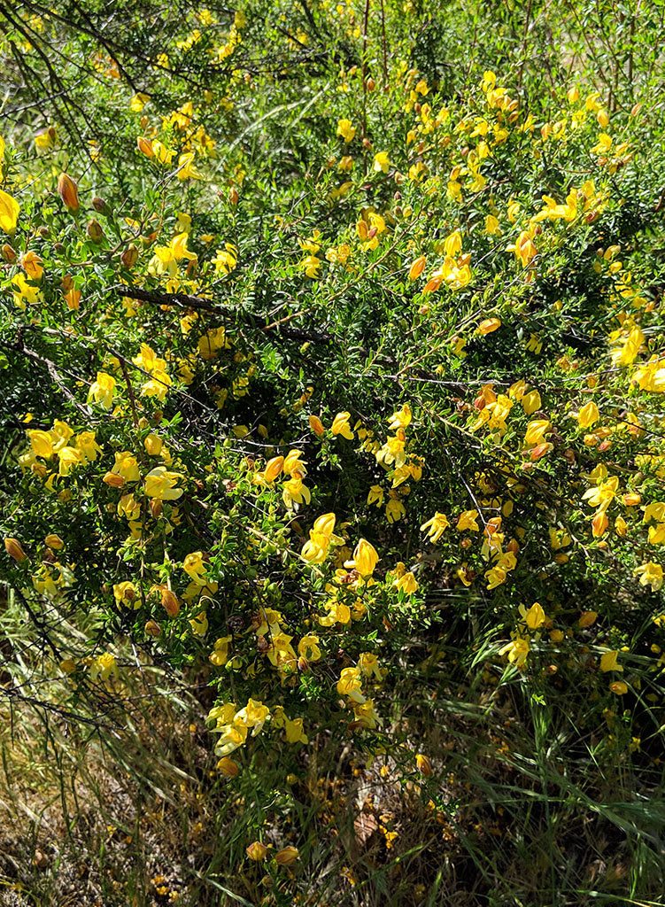 Keckiella antirrhinoides - Chaparral Beard Tongue, Snapdragon Penstemon (Plant)