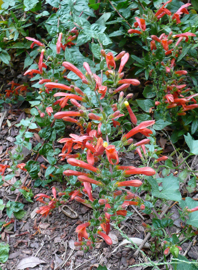 Keckiella cordifolia - Heart-Leaved Keckiella (Plant)