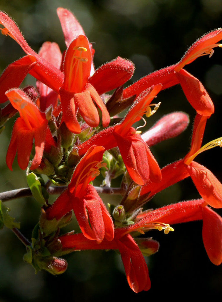 Keckiella cordifolia - Heart-Leaved Keckiella (Plant)