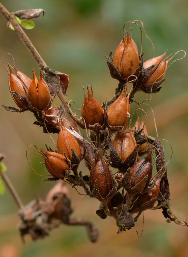 Keckiella cordifolia - Heart-Leaved Keckiella (Plant)