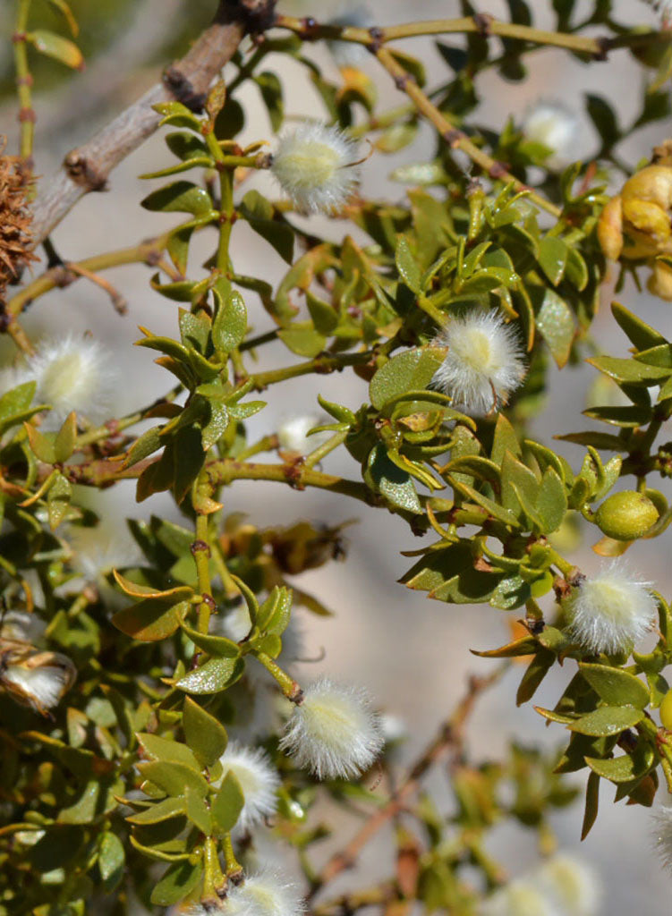 Larrea tridentata - Creosote Bush (Plant)