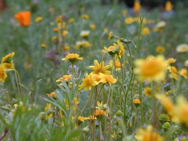 Lasthenia californica - Goldfields (Seed)