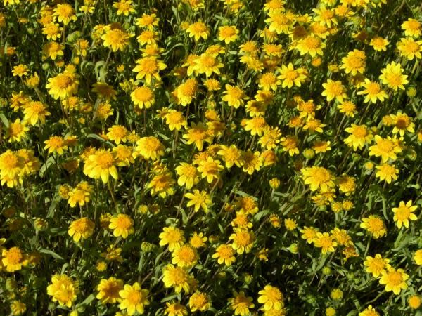 Lasthenia californica - California Goldfields (Seed) – Theodore Payne ...